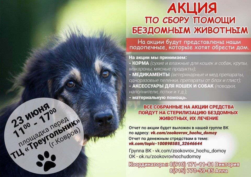 6 способов как помочь бездомным собакам, не подбирая всех домой