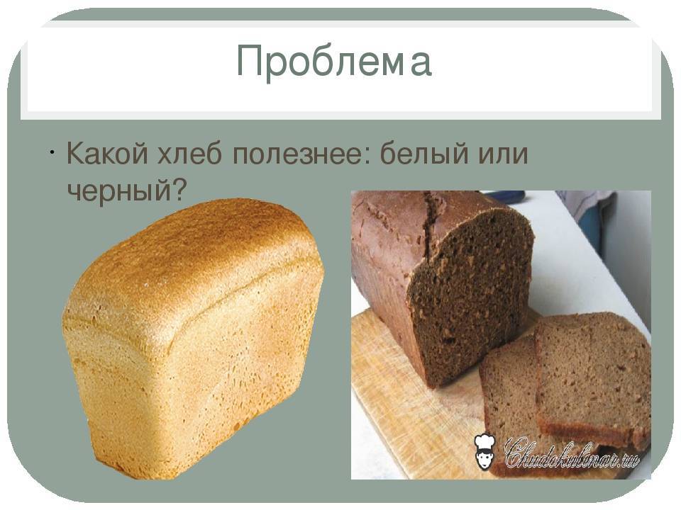 Можно ли внести хлеб в рацион хомяка