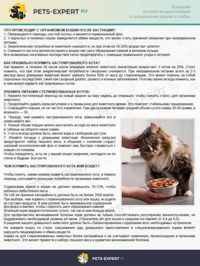 Чем кормить кастрированного кота, каким кормом кормить стерилизованного кота