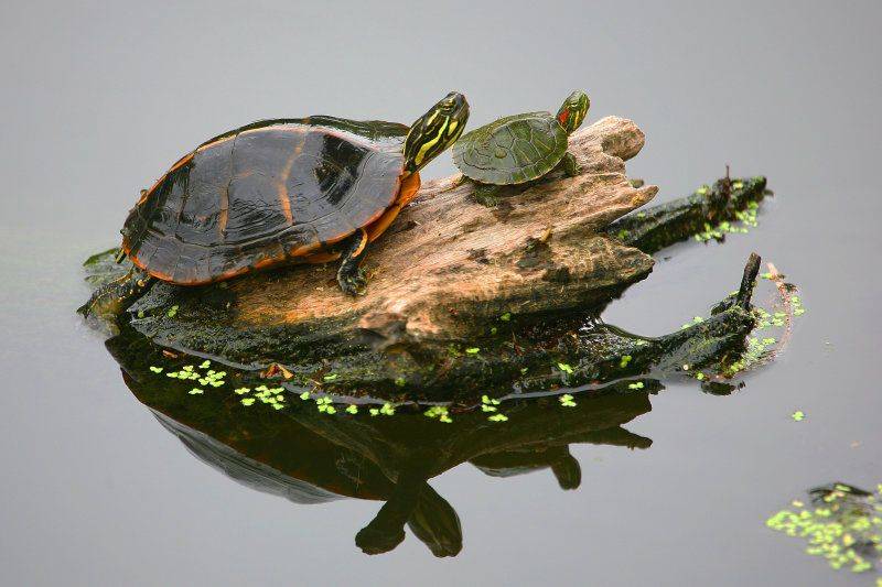 Красноухая черепаха: 130 фото, советы опытных заводчиков, характер и поведение