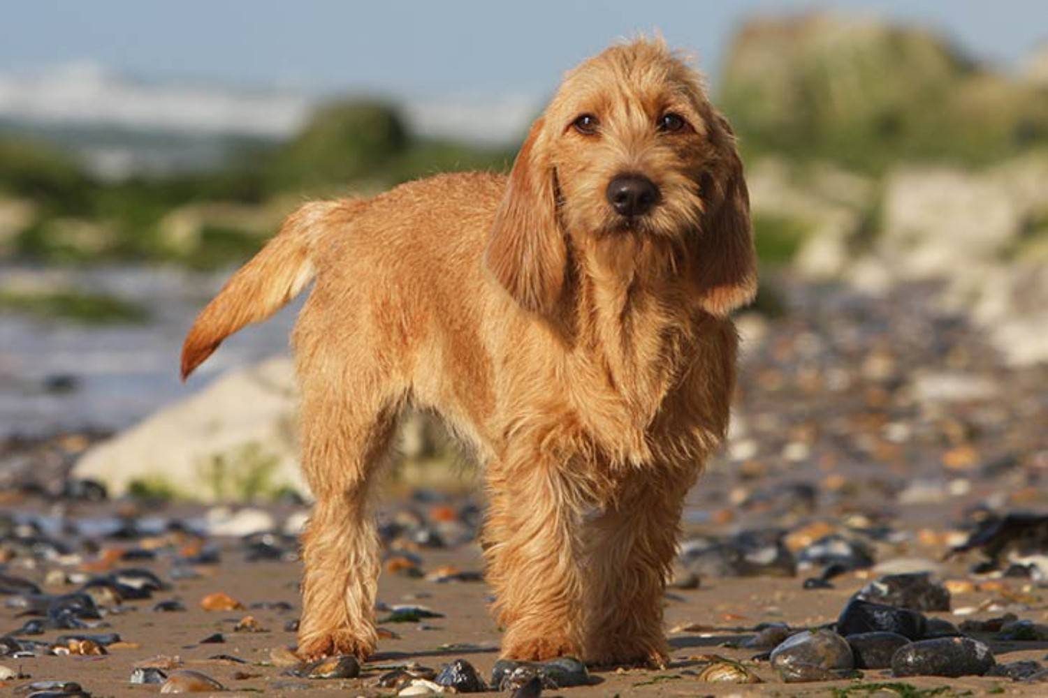 Бретонский палевый бассет: характеристики породы собаки, фото, характер, правила ухода и содержания