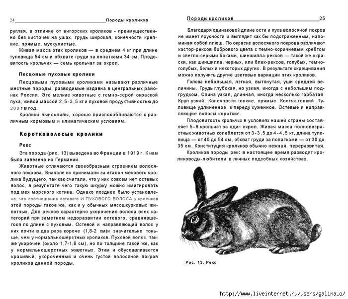 Весы кролик какие. Таблица скрещивания пород кроликов. Скрещивание пород кроликов. Схема скрещивания кроликов разных пород. Порода кроликов рекс характеристика.