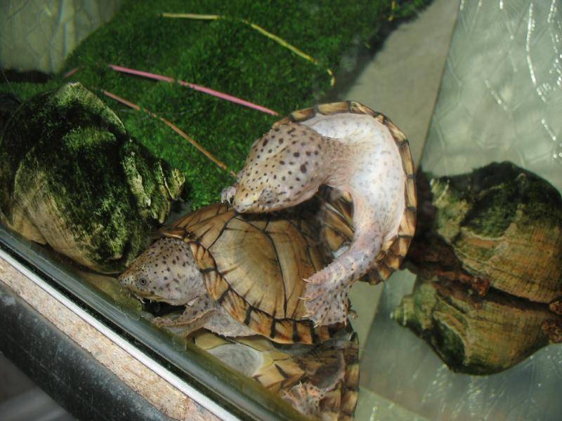 Что едят черепахи в домашних условиях