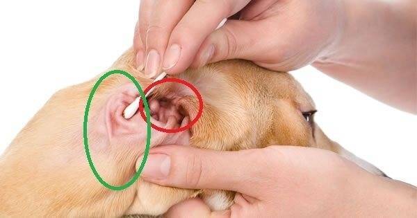 Как чистить уши собаке