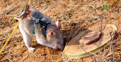 Гамбийская хомяковая крыса - как содержать в домашних условиях