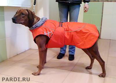 Особенности, виды, плюсы и минусы одежды для собак