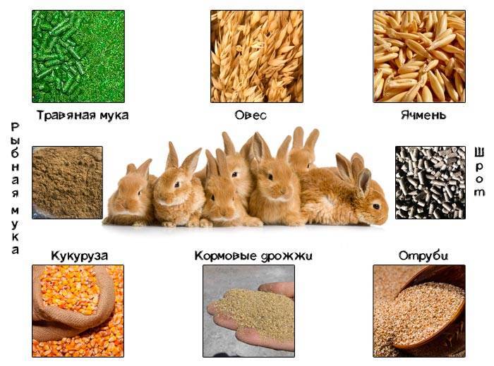 Каким зерном можно кормить кроликов: овес, ячмень, смесь