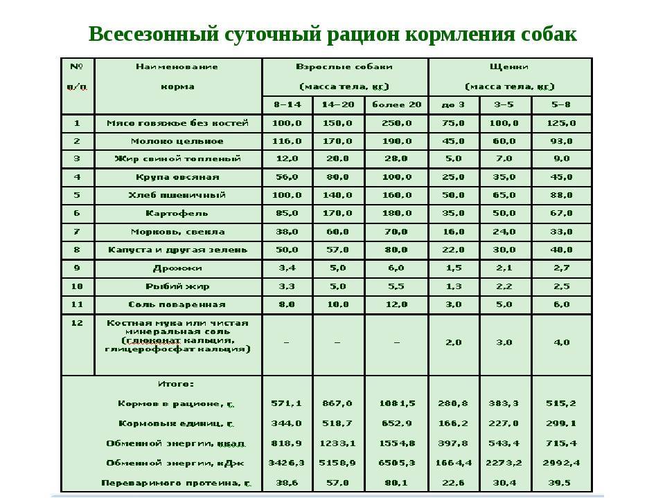 Натуральное кормление собак: все о правильном рационе