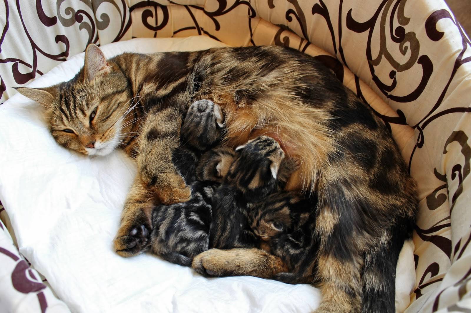 Роды у кошки: как начинаются и проходят, признаки, помощь в родах, описание возможных проблем