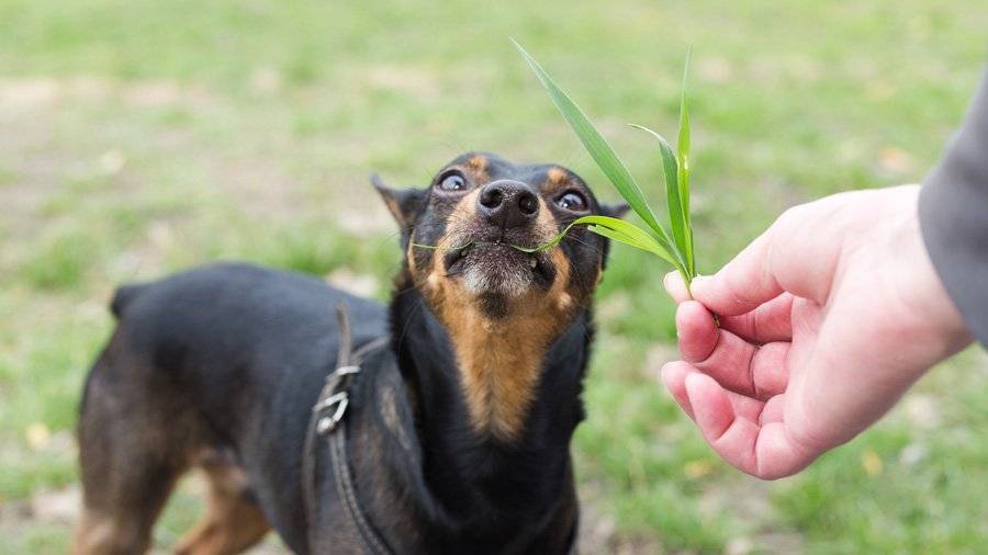 Почему кошки и собаки едят траву