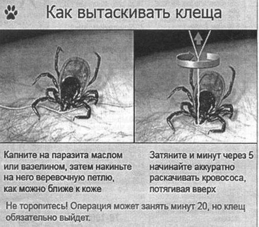 Ленточные глисты у кошек. симптомы и лечение