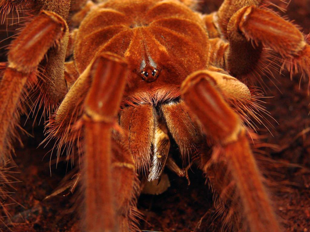 Терафоза блонда или паук-птицеед – самый большой паук в мире
