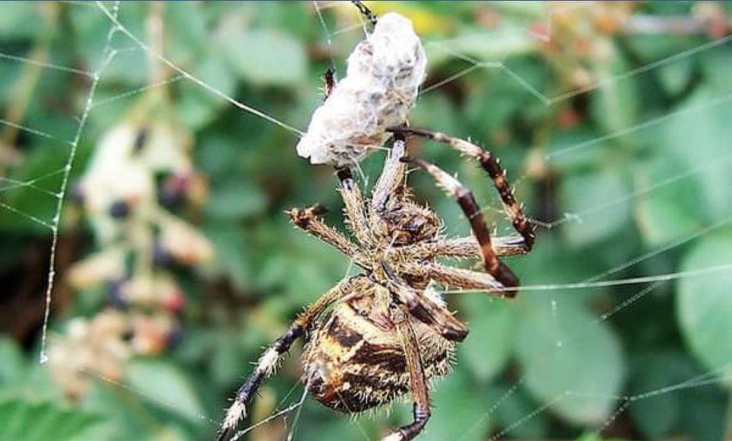 Как пауки плетут паутину и охотятся