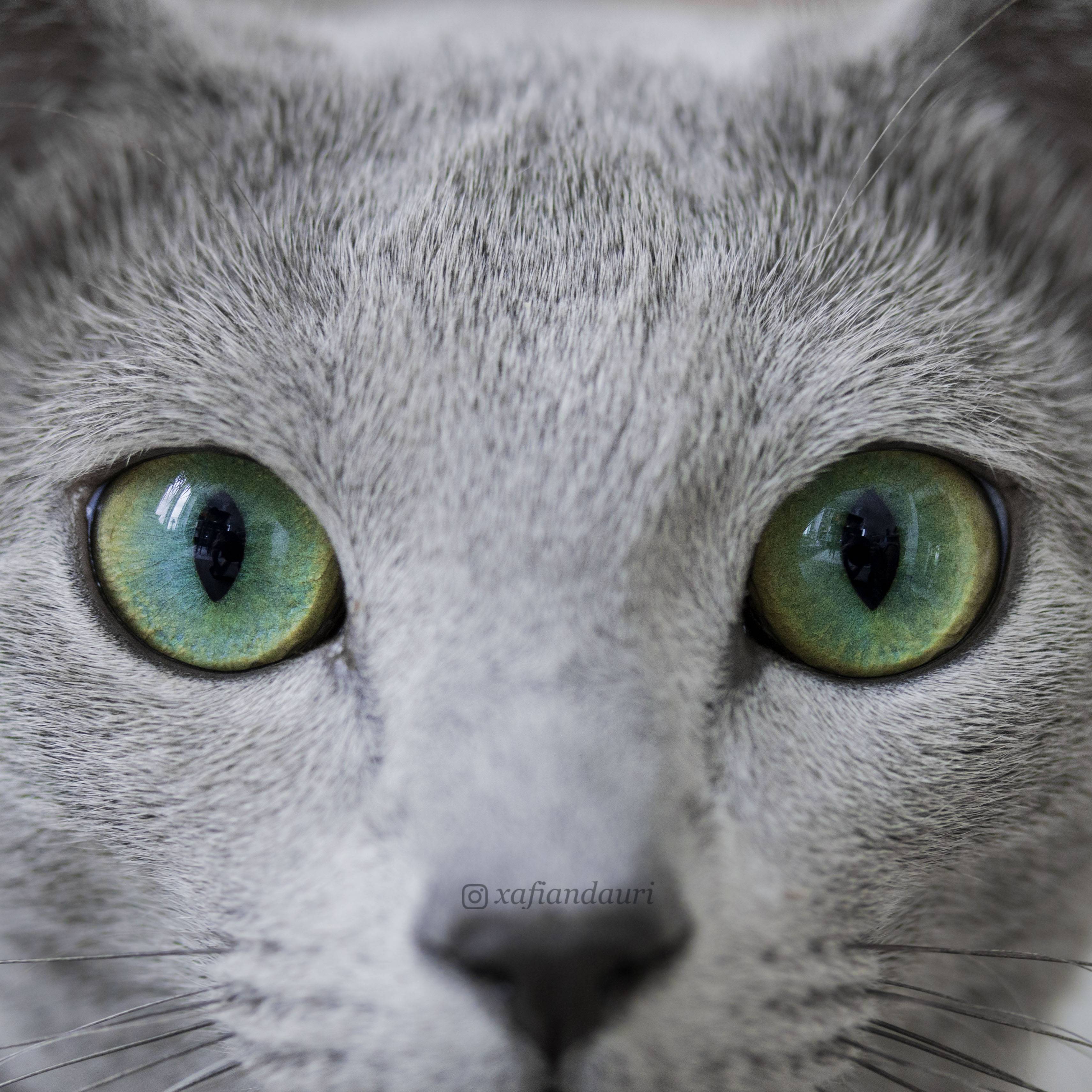 Разный цвет глаз у кошек. породы кошек с гетерохромией