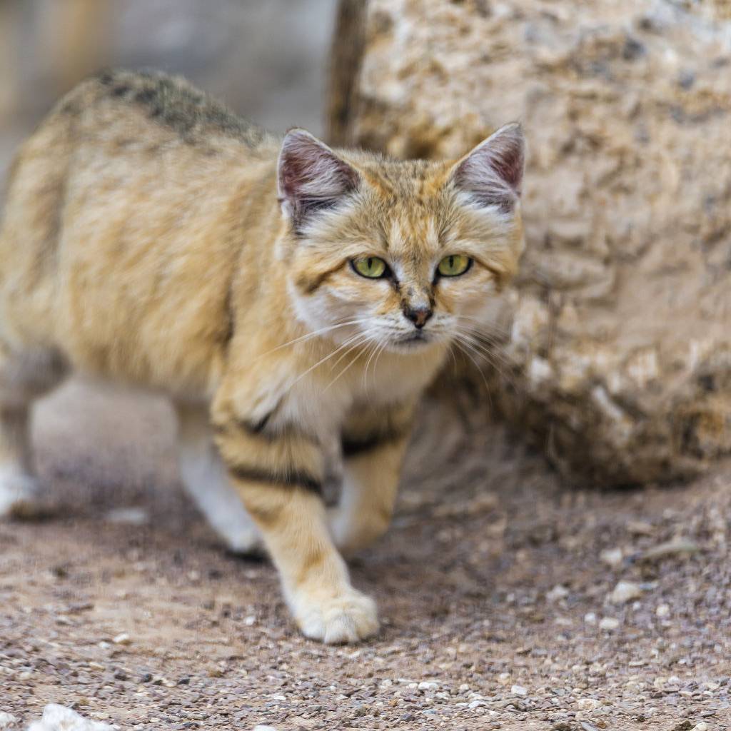Барханный кот — описание вида