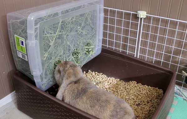 Как приучить кролика к лотку: подбор емкости, методика, рекомендации специалистов