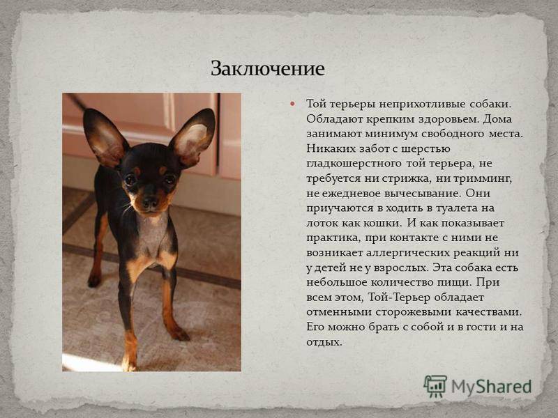 Особенности московских дракончиков: внешность и характер породы собак
