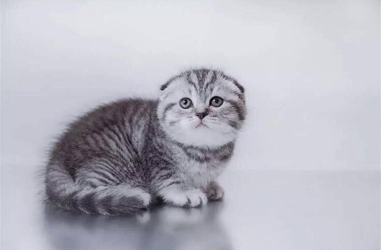 Порода котёнка из рекламы «вискас»: фото и видео | сайт «мурло»