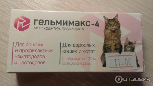 Коронавирус у кошек - о ветеринарном просто