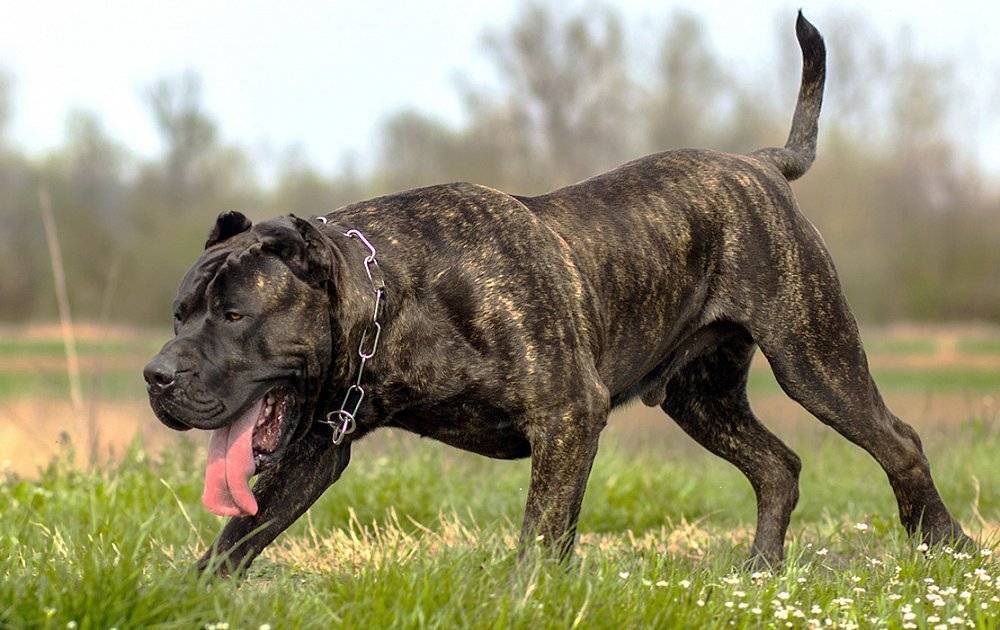Самые большие породы собак: топ10 с фото и названиями