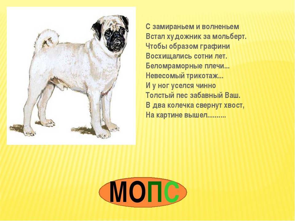 Мопс: фото, описание породы, окрасы, характер собаки, беременность у мопсов и уход за породой