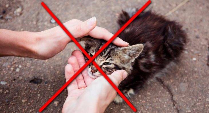 Стригущий  лишай
