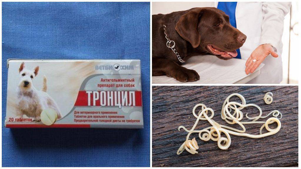 Тронцил для собак: инструкция по применению с ценой и отзывами. как давать эти таблетки от глистов щенкам?
