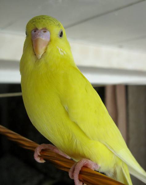Желтый попугай: лютино имеющий яркую окраску