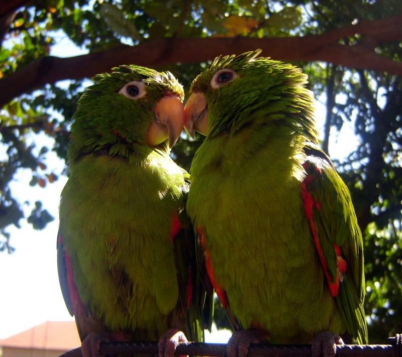 Как научить разговаривать попугая неразлучника