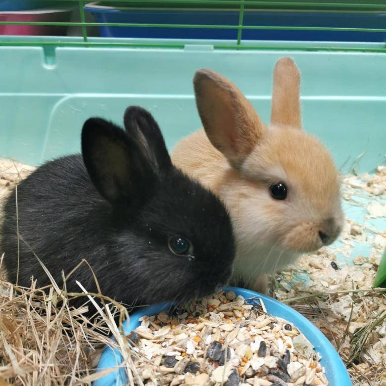 Сколько стоит декоративный кролик: цена крольчат популярных пород в зоомагазине