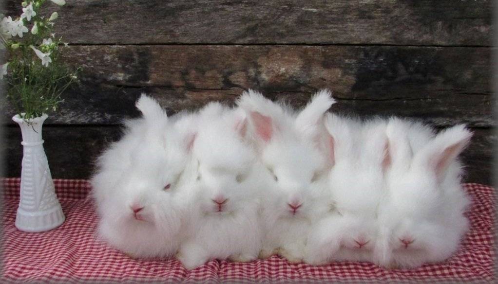 Ангорский карликовый кролик: фото, видео, содержание, особенности, отзывы владельцев