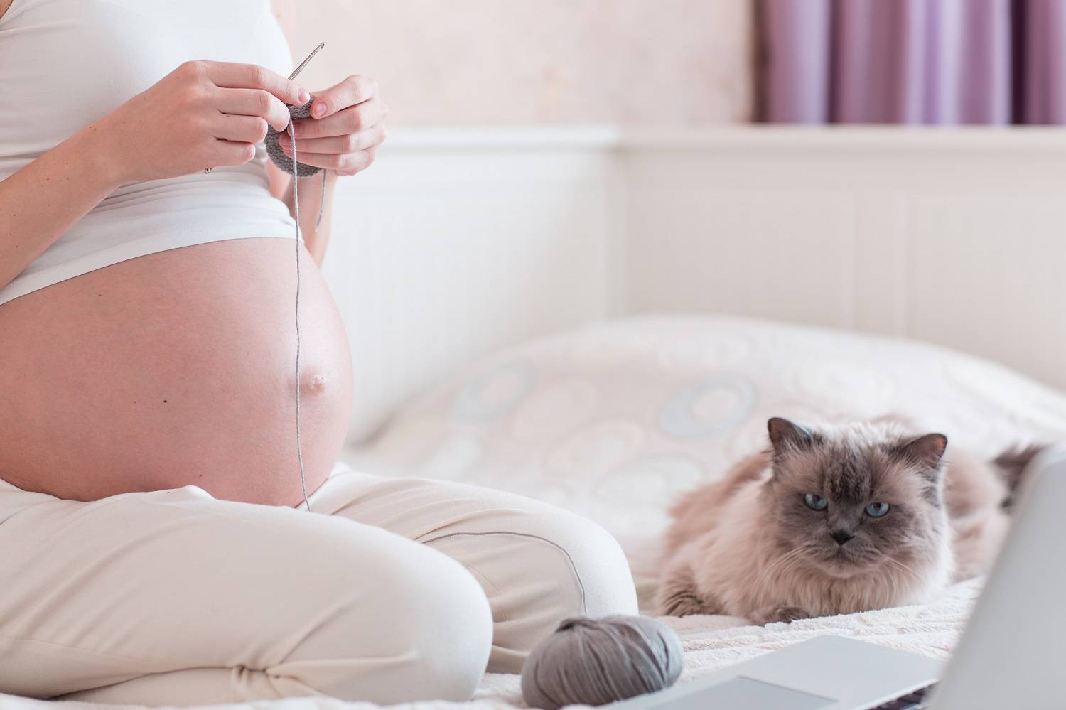 Почему беременным нельзя гладить кошек: «бабушкины» приметы и реальные угрозы