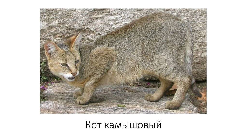 Камышовый кот: ареал обитания и повадки