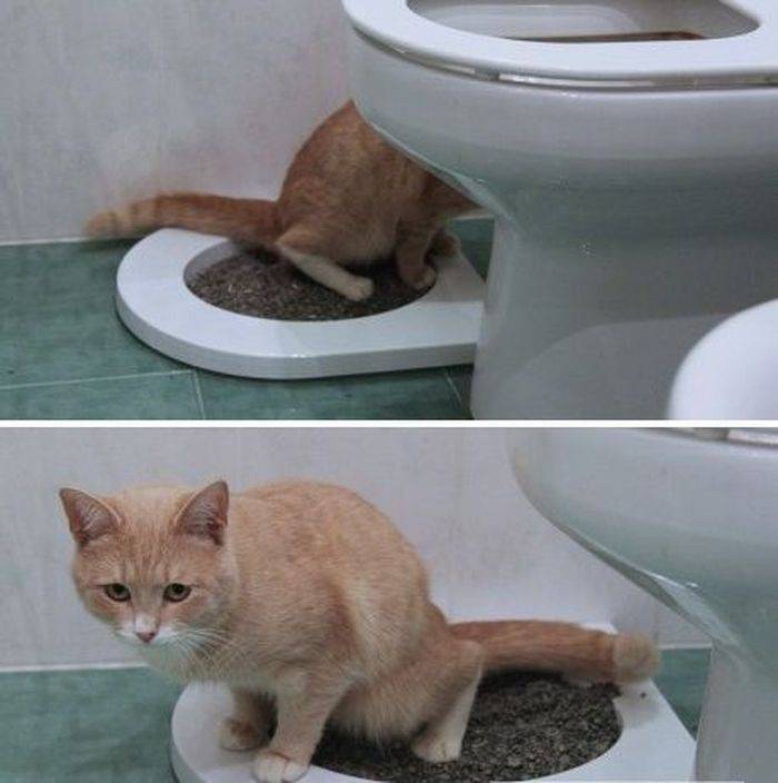 Как приучить котенка к лотку?