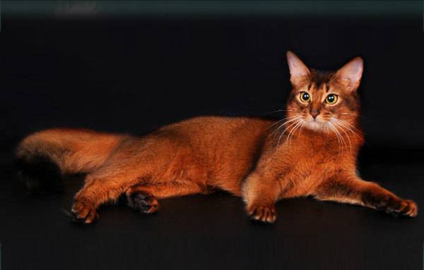 Сомалийская кошка (сомали) — описание породы кошек