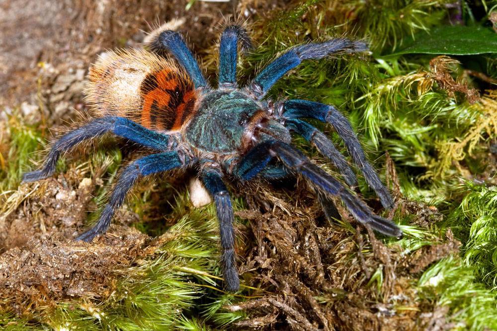 Необыкновенный паук тарантул и многообразие его видов