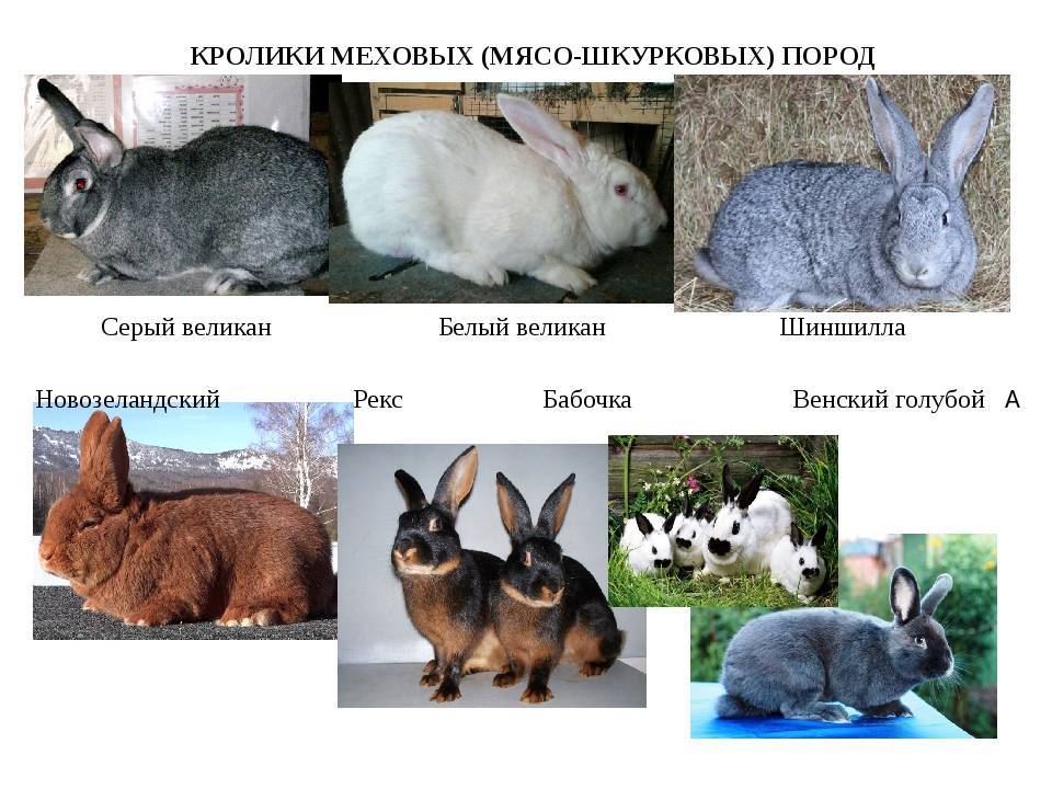 Чёрно-бурый кролик: особенности и содержание породы