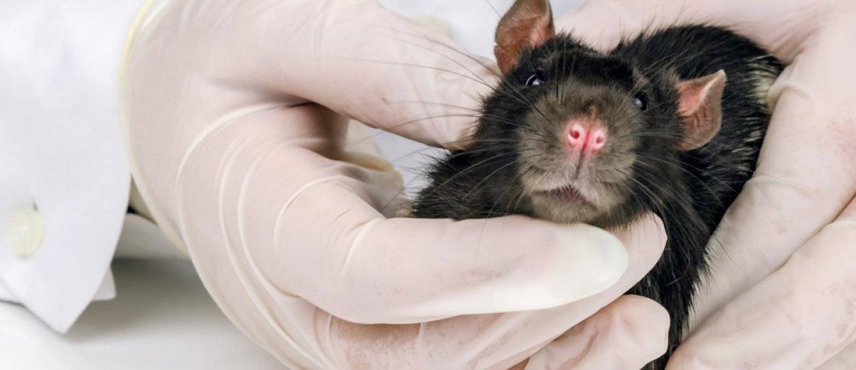 Чем лечить крысу при воспалении легких