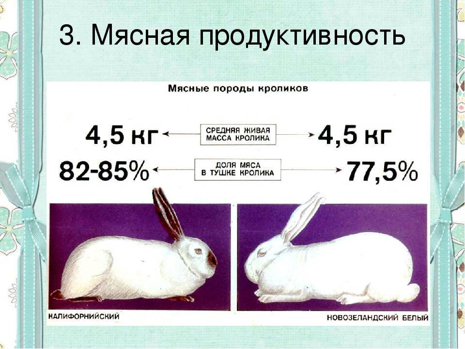 Сколько весят кролики? таблица веса по месяцам, средние показатели живым весом и тушкой. какой должна быть максимальная масса фландеров?
