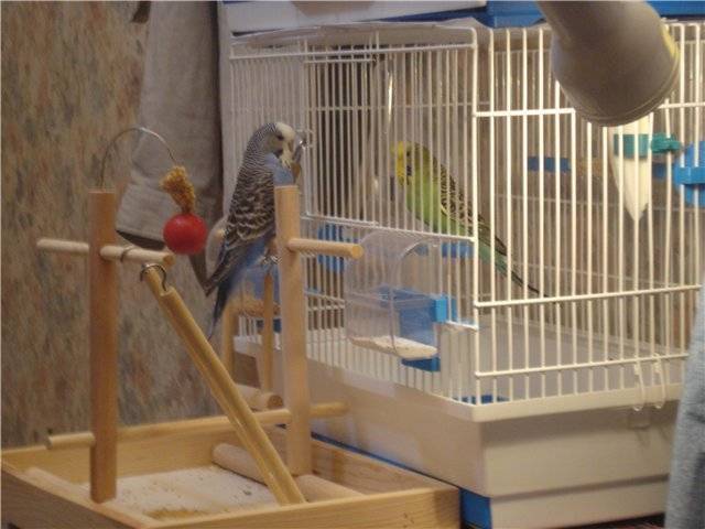 Как выпустить попугая из клетки в первый раз: советы хозяевам