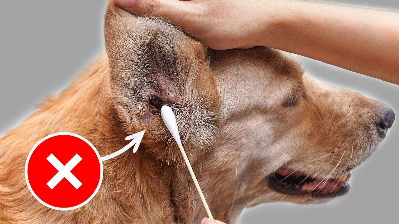 Запах из ушей у собаки: причины и лечение.