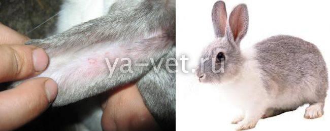 Аллергия на кроликов