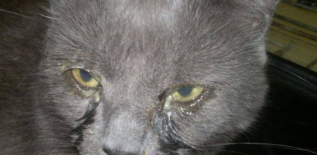 Микоплазмоз у кошек: [стоит ли бояться, как уберечь]