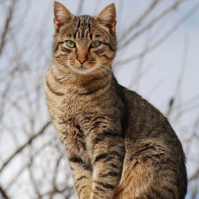 Уссурийская кошка