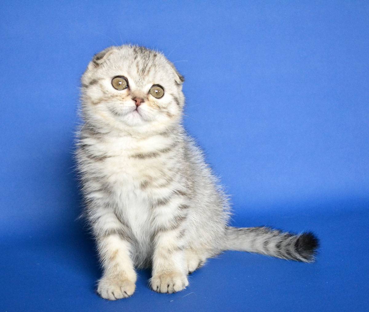 Шотландская вислоухая кошка – интеллигентная красотка в плюшевой шубке
