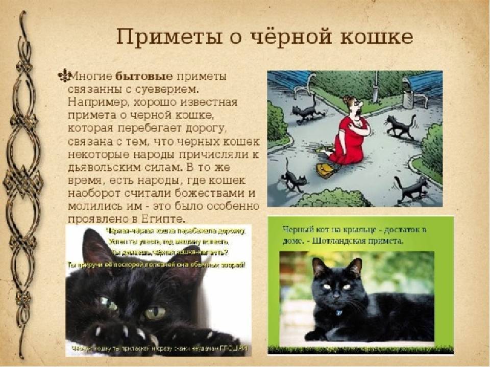 К чему чужая кошка пришла в дом? примета :: syl.ru