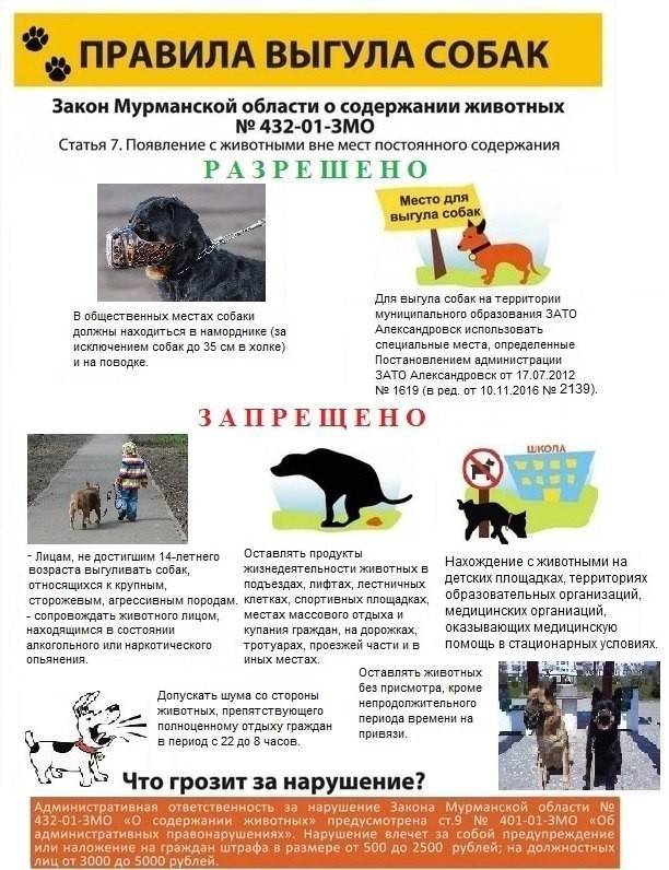 О христианском отношении к собаке / православие.ru