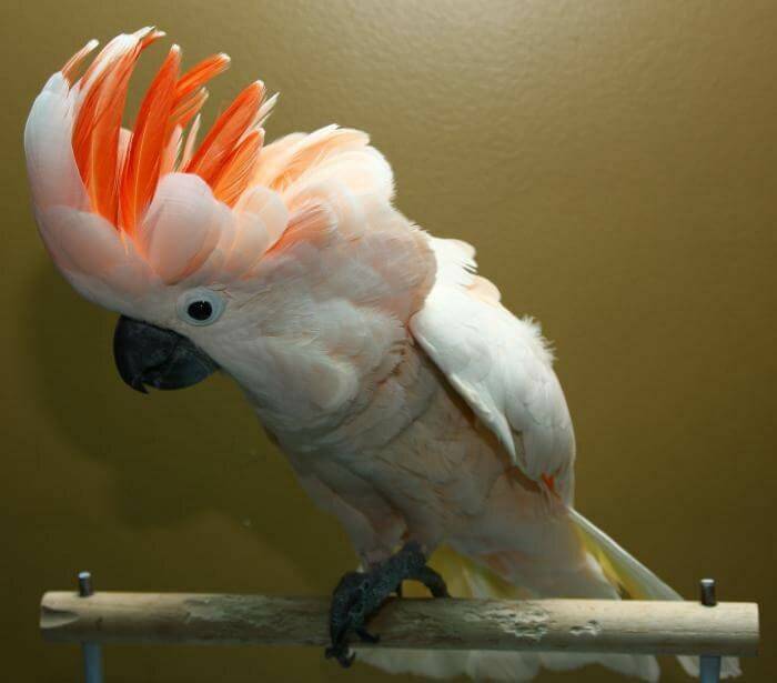 Волнистый попугай
