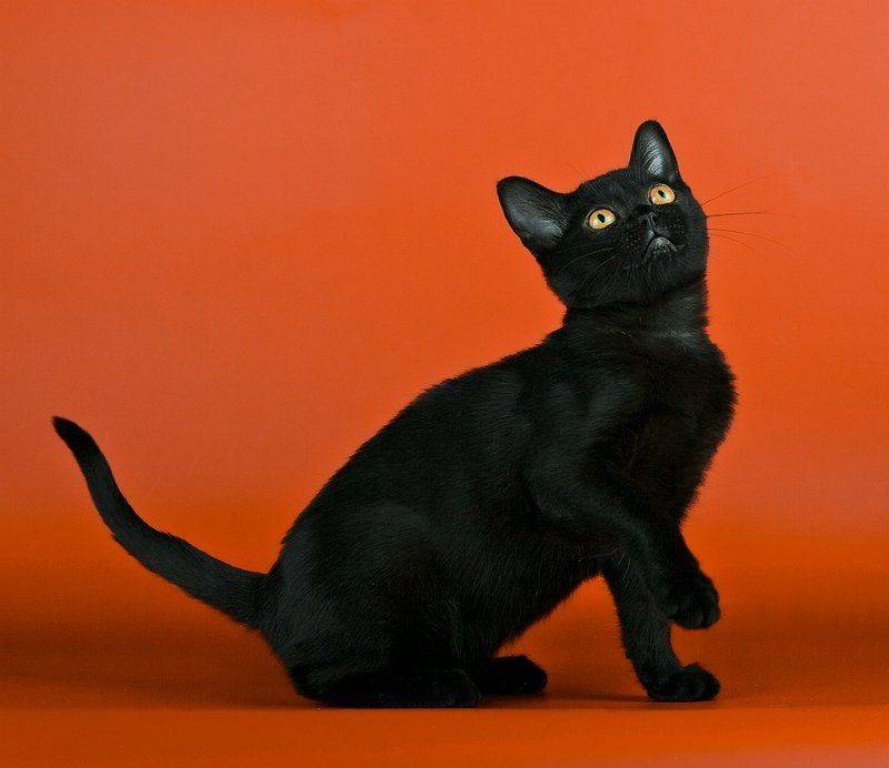 Породы черных кошек: список с фото