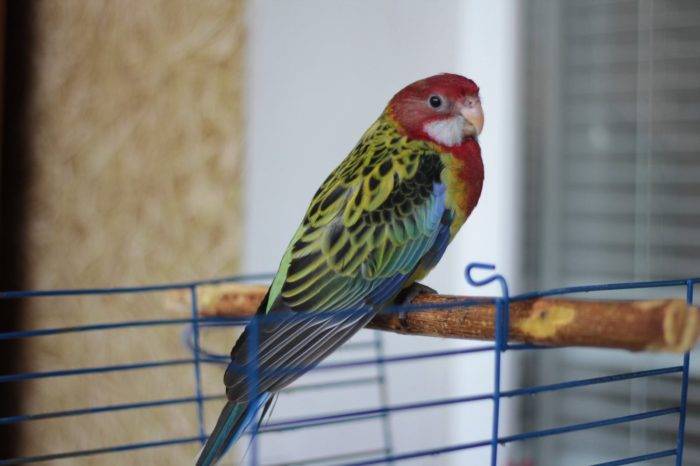 Попугай розелла: уход и содержание в домашних условиях